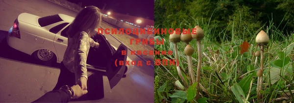 PSILOCYBIN Белокуриха